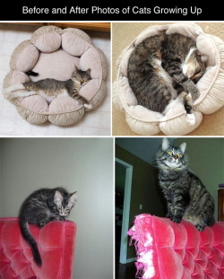 tastefullyoffensive:Before and After Photos of Cats Growing Up (photos via bored panda)Previously: Cats Using Dogs as Pillows, Puppies That Look Like Teddy Bears