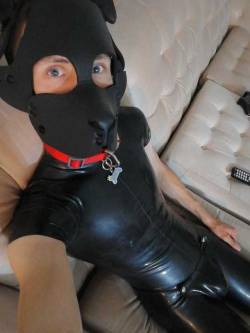 ada-the-pup:  So pup finally got some new gear here’s my new latex suit from polymorphe what do you guys think ?