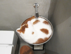 iamrickyhoover:   simplydalektable:  surimistick:  at first i tought it was cappuccino  a catpuccino  Hahah 