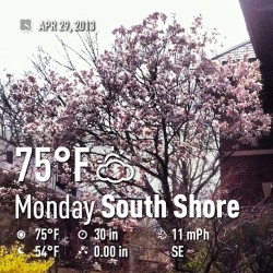 #mycity #myneighborhood #chicago #springtime #niceoutside #weather #instaweather  #sky #outdoors #nature  #picoftheday #spring
