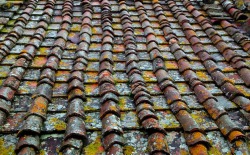 scottvassarwilliams:  Moss covered tile roof, wet from rain - San Gusmé, Italy 