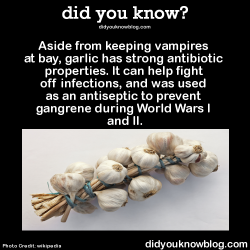 did-you-kno:  Aside from keeping vampires at bay, garlic has strong antibiotic properties. It can help fight off infections, and was used as an antiseptic to prevent gangrene during World Wars I and II.  Source