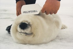 roachpatrol:  luongomaplebacon:  THIS BABY SEAL IS GETTING ITS LITTLE SEAL STOMACH BRUSHED.  if i’d known ‘seal groomer’ was a job when i was a kid my life would have turned out very differently 