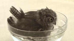 avianawareness:  fencehopping:  Baby owl taking a bath.  That’s not a baby. That’s a screech owl. They always look that cute. 