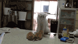 the-absolute-best-gifs: Mother cat gives her kittens a fighting lesson.