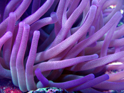 wrotten:Sea Anemone