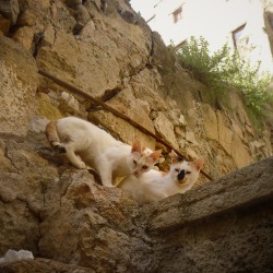 climateadaptation:  A picture of some curious, spooky cats I took in Sitges, Spain last year. 