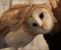 holysmoaks0913:  itscarororo:  kaijuemperor:  theartofunbelonging:  Owls are weird, man.  I love owls  there’s been a disturbing lack of owls on my blog lately, i must remedy this   Owls………seriously silly birds……. 