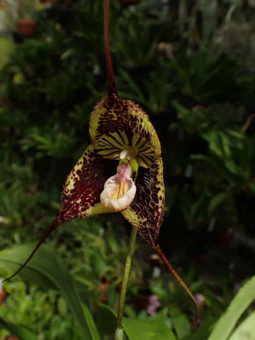 orchid-a-day:  Dracula robledorumSyn.: Dracula chimaera var. robledorumJune 28, 2020 