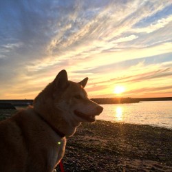 shiba-natsu:  （≧∇≦） 黄昏メイさん。 U^ェ^U  Sunset dog May！ U^ェ^U  #柴犬 #柴メイ #わんダフォ #shiba  #夕陽 #夕焼け #黄昏 #animallovers #animal_sultans #natureaddictsun #sky_sultans by nobuyuki_dadan http://bit.ly/1F19oEj