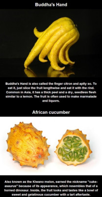 fuckingrecipes:  veganbutt:  squigglydigg:  imsopopfly:  Wow I like weird fruits and I have only heard of three of these before. Only actually tried one-the kiwano melon. I eat those regularly.  I made the mistake once of trying the African cucumber.