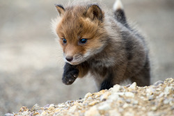 expressions-of-nature:  Fox Cubs | Ivan Kislov 