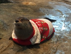 mellehbeans: yourbrothershotfriend: REBLOG THE CHRISTMAS OTTER IN 10 SECONDS FOR BOUNTIFUL GIFTS AND A MERRY CHRISTMAS I would have reblogged this without the hope of bountiful gifts and a merry christmas 