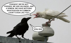 atomicamelyn:  When you’re searching pictures of albino ravens, and you find one that inspires you enough to add dialogues to it.  