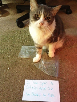 things-inbetween:  boredpanda:20+ Asshole Cats Being Shamed For Their Crimes    Oh my god.