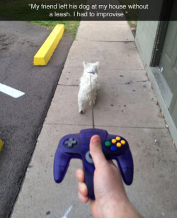 miss-morgue495:  tastefullyoffensive:  Nintendog [sozin91]  If you donâ€™t want him to poop the cheat code is â€˜up down right up left A B Aâ€™