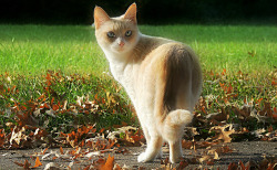 canisantiquus:  dakotaangel:  Early Fall Morning #2 by petlover44 on Flickr.  This cream tabby’s pattern is restricted around the chest and collar (doesn’t appear to be due to her white spotting), but has obvious mackerel striping along the back and