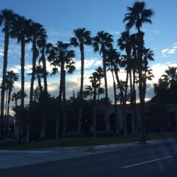 Where the palm trees are everlasting. Palm Springs, CA