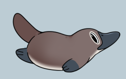 rumwik: Little platypus