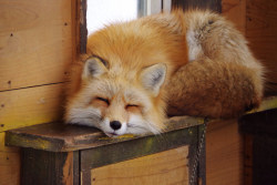 chicken-nugs:  oliviarm-95:  chicken-nugs:  oliviarm-95:  wolverxne:Photographer Tatsuro Shimono captured these photographs of the adorable Red Foxes at the Zao Fox Village near Shiroishi in Japan.  chicken-nugs  GET ME  Bday xx  now xx