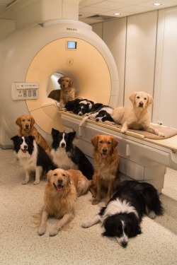 littlecatlady:  thegoodfoothousehold:  micdotcom:  Brain scans reveal what dogs really think of us   Thanks to recent developments in brain imaging technology, we’re starting to get a better picture of the happenings inside the canine cranium. That’s