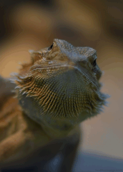 headlikeanorange:  Central bearded dragon 