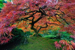 trees-pathetic-existence:  odditiesoflife:   The Most Beautiful Trees in the World Portland Japanese Garden, Portland, Oregon. Photo by unknown. Red maples trees path. Photo by Ildiko Neer. Most beautiful wisteria tree in the world. Photo by Brian Young.