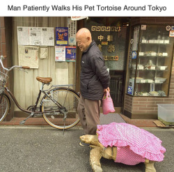 alpha-trill:  radicalrascality:  tastefullyoffensive:  A older man has been spotted multiple times taking his pet tortoise for slow walks around the Tsukishima area of Tokyo, Japan. (photos via rocketnews24)  He put it in a dress and held its matching