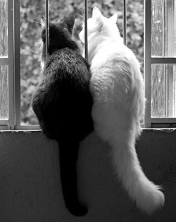 coisasdetere:  Gatos clássicos - Preto &amp; Branco.
