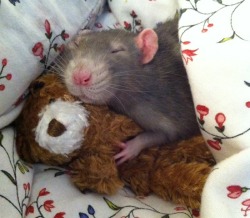 buddhabrot:  awwww-cute:  A family friend recently got a pet rat, here’s a photo of it curled up on her bed with it’s favorite bear  omg 