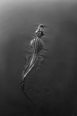slither-and-scales: Alligator in the Everglades by Sterling Lanier
