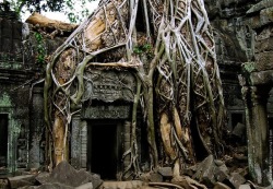 uninterrupted-happiness:  Ta Prohm _  is a temple at Angkor, Cambodia, built in the late 12th and early 13th centuries. “Huge trees, reminiscent of ancient redwoods and oaks, are blended into the walls, and rocks hugging the giant roots gives the temple