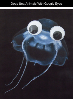 thedinosaurprince:  tastefullyoffensive:   Deep Sea Animals With Googly Eyes [more]Previously: Book Covers With Googly Eyes     YOOOO!!!