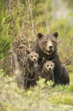 loveforallbears:  An intimate look at Yellowstone’s most famous grizzly mama