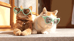 salvamisandwich:  can someone reverse these gifs so it looks like the sunglasses are going on 