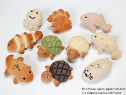 chipcococafe:  Sweet Breads from Kyoto Aquarium Jelly fish- Fluffy white bread with white chocolate center Crab- Sweet bun with custard filling Dolphin-  Fluffy white bread with chocolate center Clown FIsh- Has 3 rings that is made of cookie dough (with
