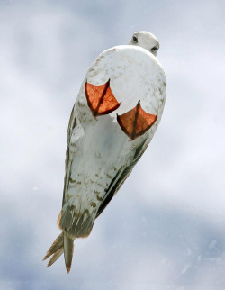 geniusofthehole:  Seagull on a glass roof 