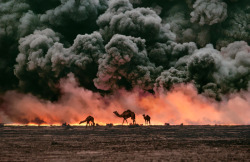 rawjournalism:  Photo by Steve McCurry   |   Kuwait   |   1991  In the wake of the Gulf War, camels search for shrubs and water in the burning oil fields of southern Kuwait. 
