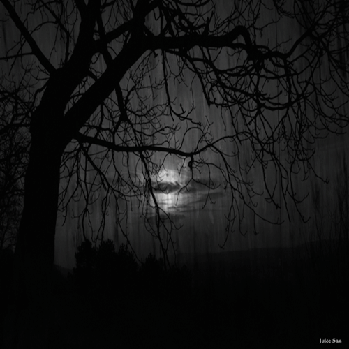 dark forest on Tumblr