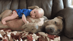 insecure-beautyy:  quietlysmoking:  gunzonyatmblr:  gifsboom:  best friends. [video]  Like that’s his baby omg💕   *licks face   Omggggg