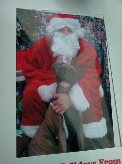 My parents have been trying to fill the hole their children left with my dog. So here&rsquo;s Darla meeting Santa.