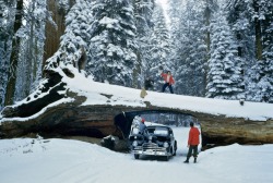 Tourists explore massive dead tree with tunnel cut out for a road in Sequoia National Forest, May 1951.