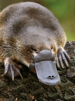 biology-online:  Platypus venom contains a right-handed (D-) amino acid, while most life is based on left-handed (L-) amino acids. This seems to make the venom much more difficult for a victim’s body to break down.