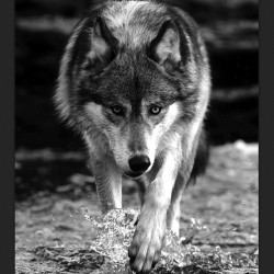 Can&rsquo;t forget #wolfwednesday. #wolf #wolves #alpha