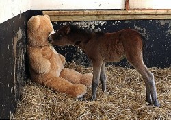 lizlet:  wonderous-world:  Breeze, a 10-day old Dartmoor Hill pony, was found in a state of shock and suffering from severe malnutrition and dehydration by a farmer in England’s Devon County. According to The Mare and Foal Sanctuary website, the foal’s