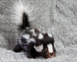 Cute little stinker (Spotted Skunk kit)