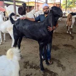 babygoatsandfriends:    Goat breeds of Pakistan  