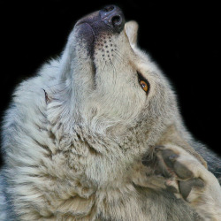 her-wolf:     Grey Wolf // Dublin Zoo // Phoenix Park // Ireland // by Gary Wilson แกรี่ วิลสัน      