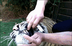 sazzypants:  rampaigehalseyface:  sparkingtimepiece:  petermorwood:  4gifs:  Tiger gets a bad baby tooth removed  When a tigerâ€™s first response to having a tooth yanked is not a roar, snarl or swipe with claws, but a test nibble to check that its mouth