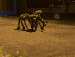 bunnyfood:  DOG DRESSED AS SPIDER CHASES PEOPLE. WATCH THE VIDEO 